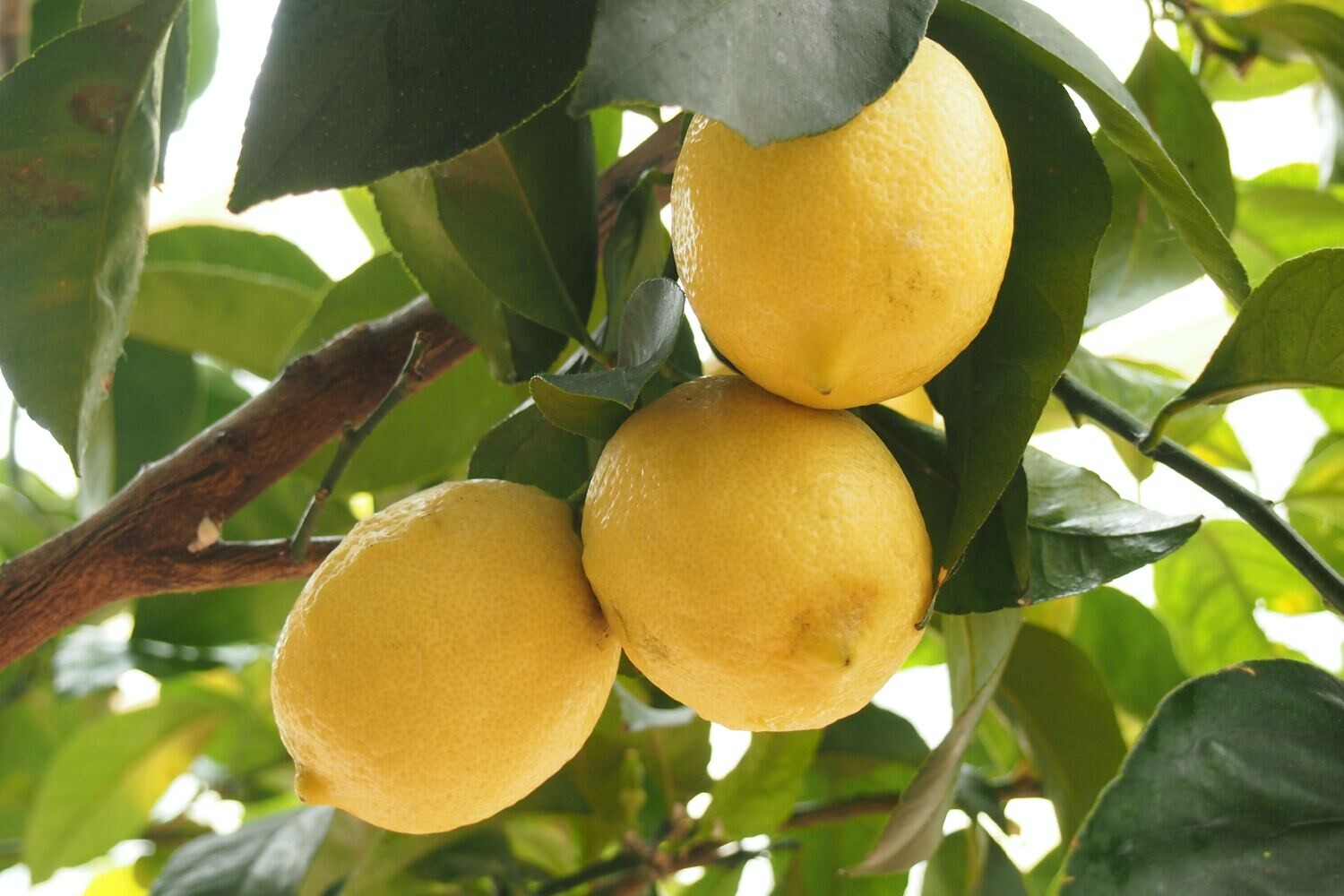 SOAP - Lemon Unhinged