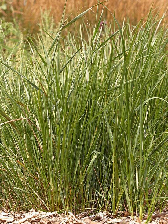 SOAP - Sweetgrass