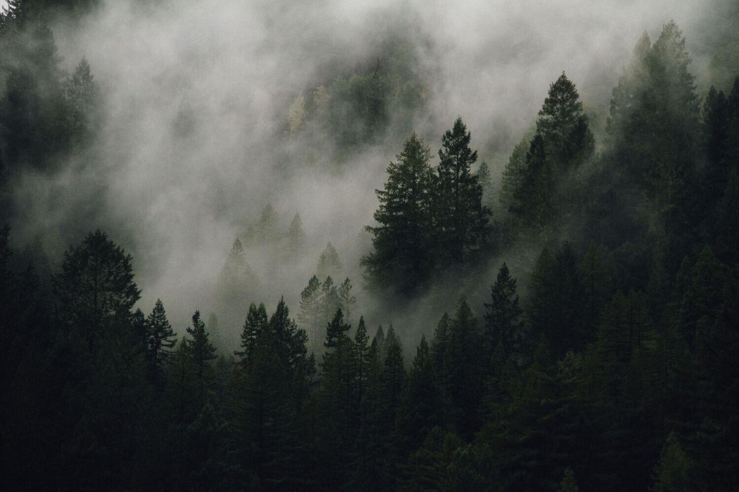 SOAP - Boreal Forest