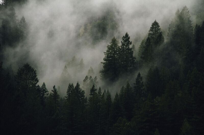 SOAP - Boreal Forest