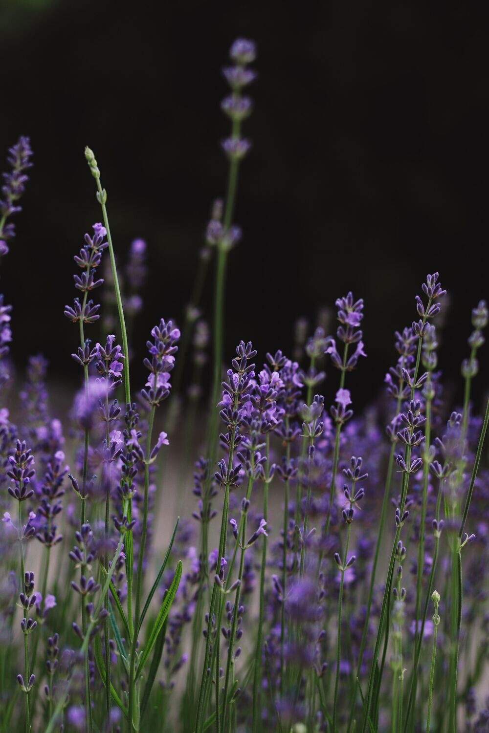 SOAP - Lavender