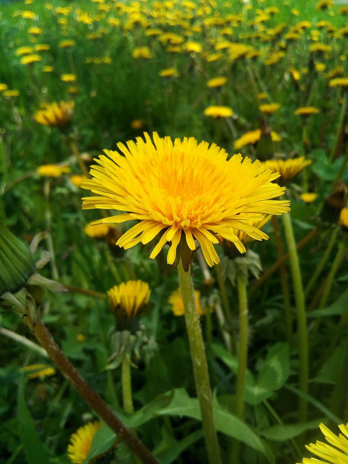 SOAP - Dandelion
