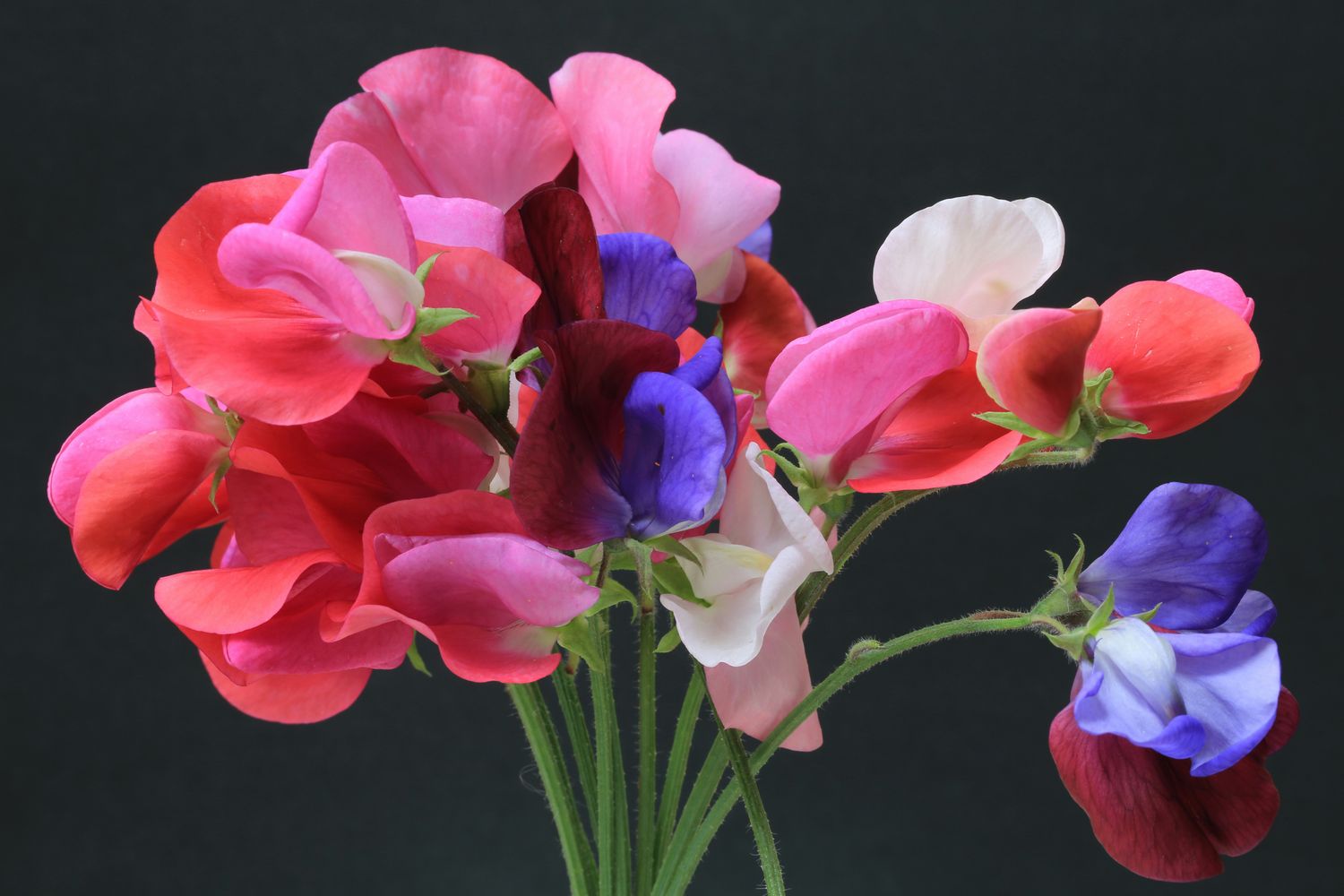 SOAP - Sweet Pea