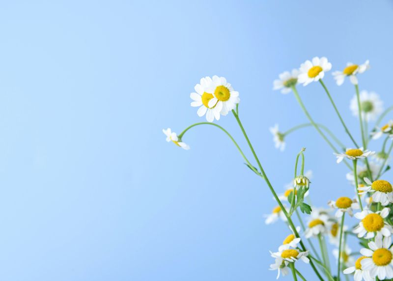 Daisy Chain