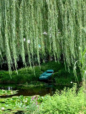 SOAP - Willow &amp; Ivy
