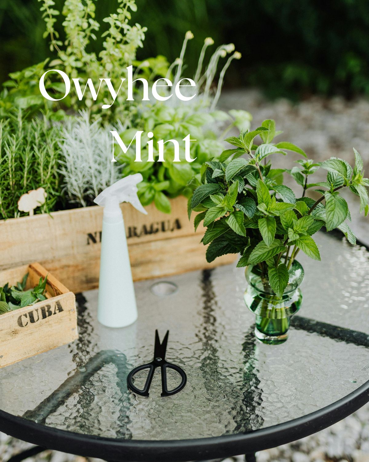 SOAP - Owyhee Mint
