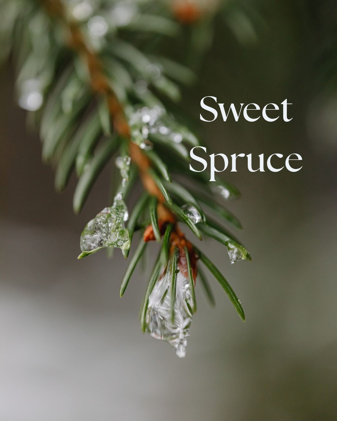 SOAP - Sweet Spruce