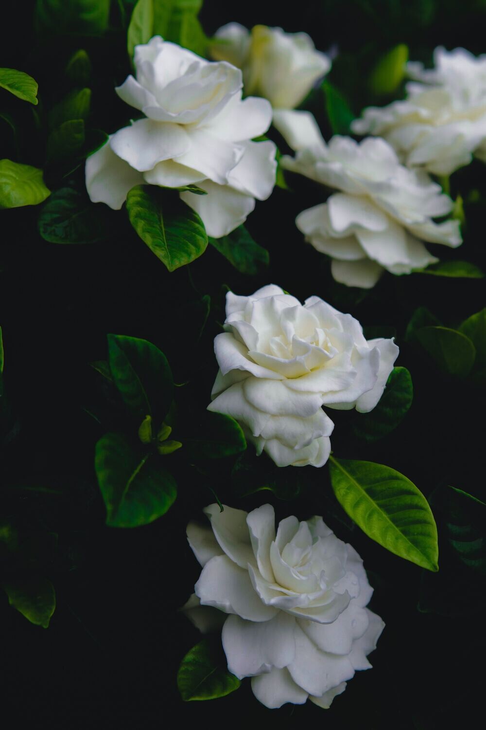 Bath Salts - Gardenia