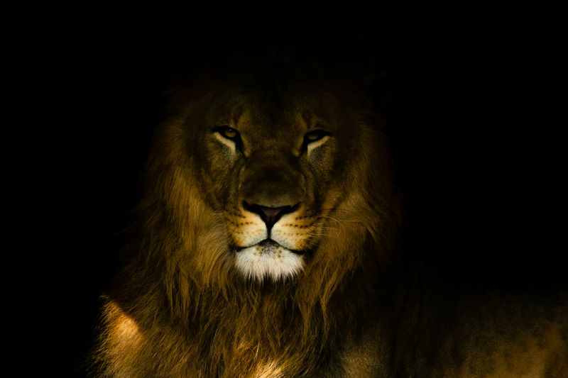 Lionheart