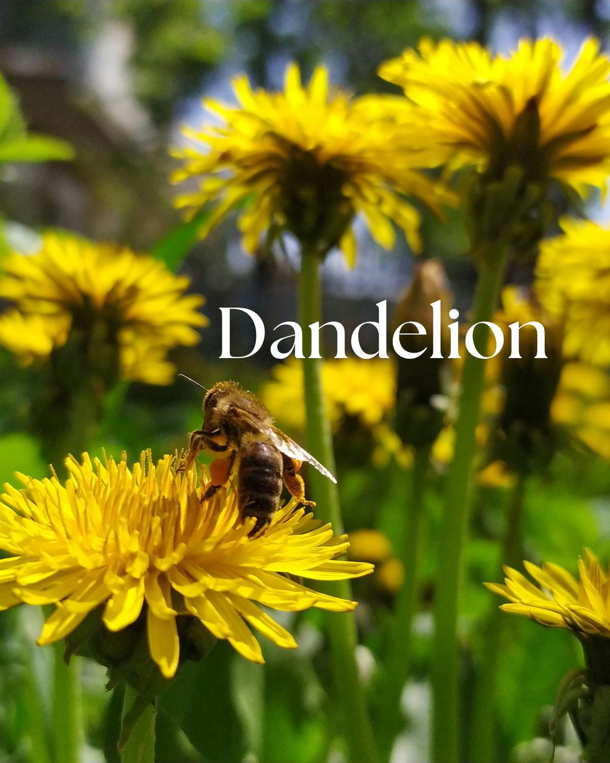 SOAP - Dandelion