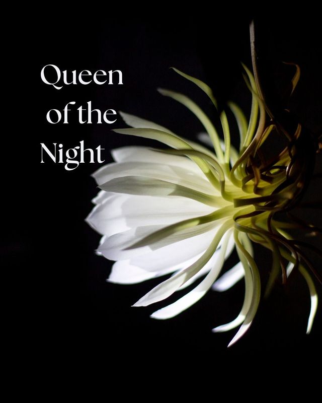 SOAP - Queen of the Night