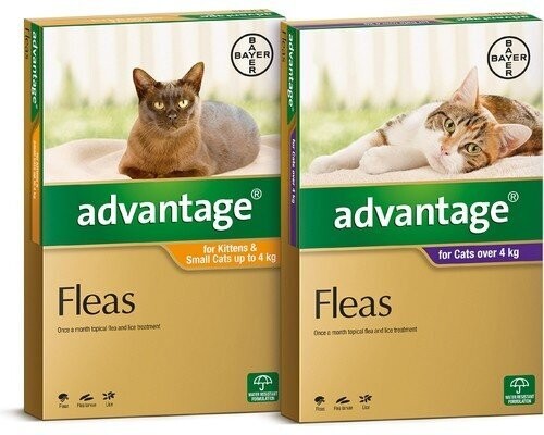 Advantage Cat