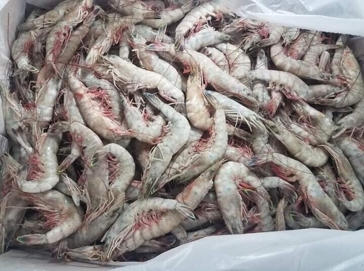 13/15 Head-on shrimp