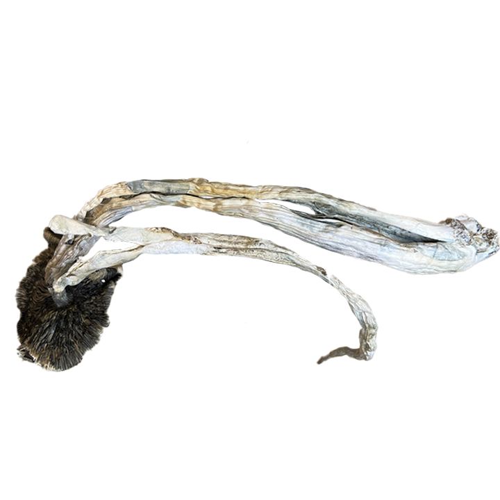 (PENIS ENVY) ORISSA INDIA aka INDIA ORISSA  (4g/45, 8g/85, 16g/$160, 32g/$280, Size: 4 grams, Digital Art: Frosty the Sunny man