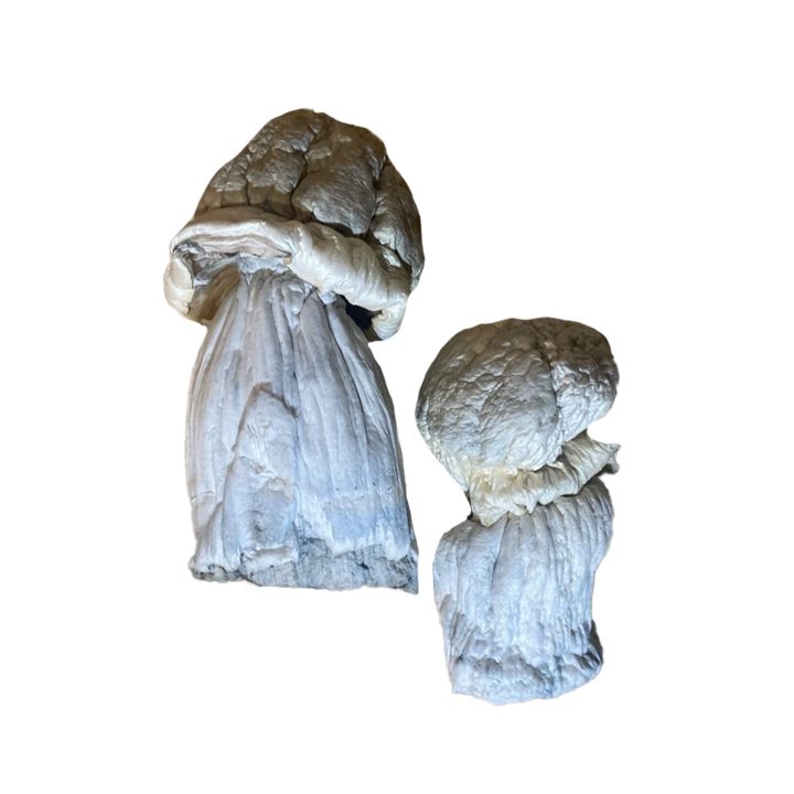 ICEBERG (ALBINO THAI)