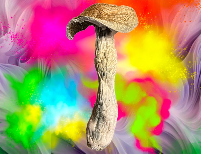 “MONSTER-Sized MUSHROOMS ” GOLDEN ENVY 10g
