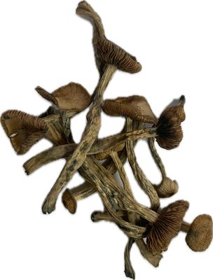 “Seeing is Believing”  PANAEOLUS CYANESCENS AKA (PANS) [Very Rare]  1.5g (suggested .5 a serving)