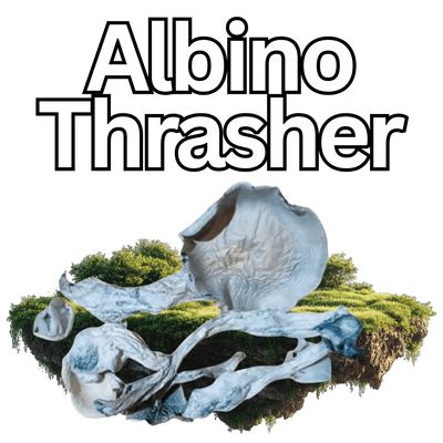 🎁 ALBINO THRASHER (PENIS ENVY) 🎁 ALBINO THRASHER (PENIS ENVY)