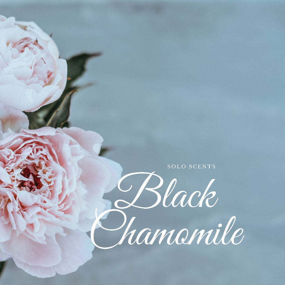 Black Chamomile