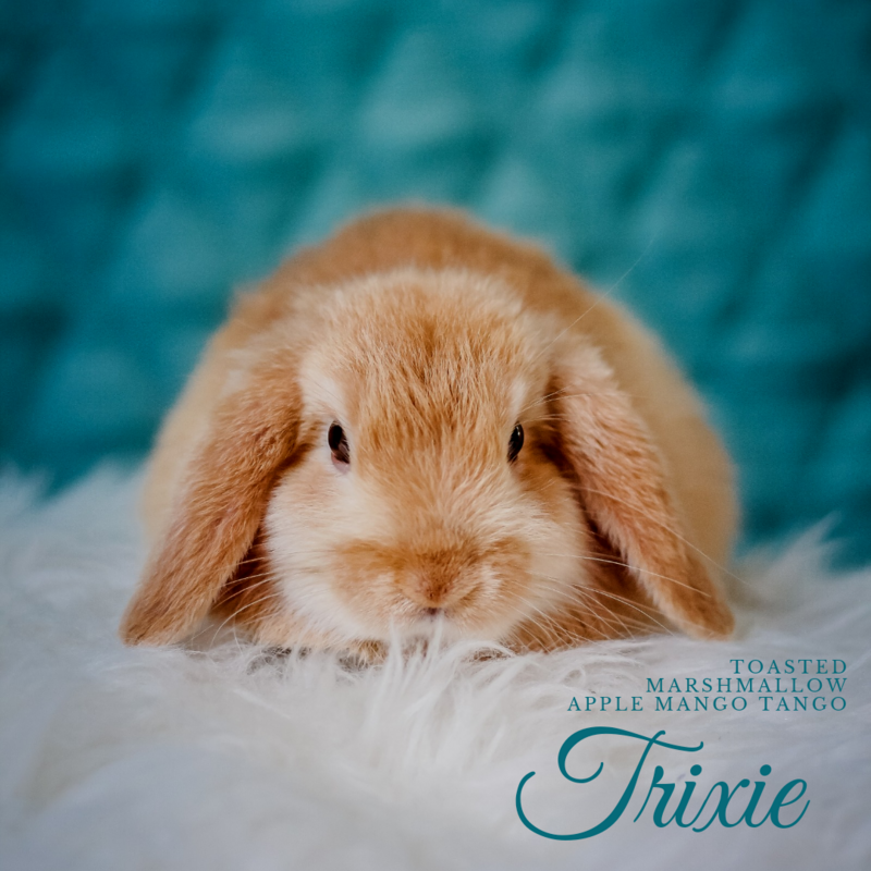 Trixie