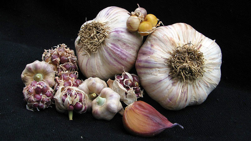 French Rocambole - Umbels