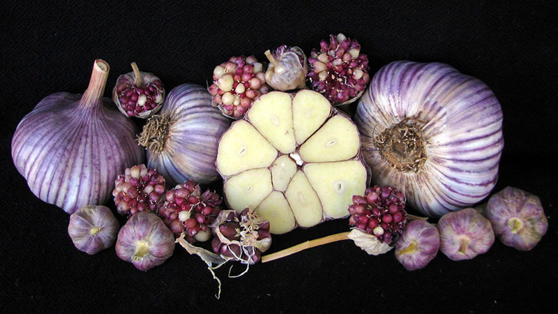 Korean Mountain - Umbels