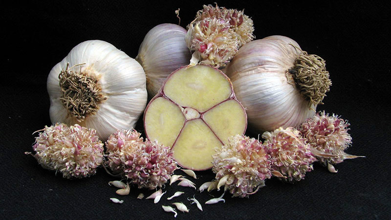Polish Hardneck - Seed Bulbs
