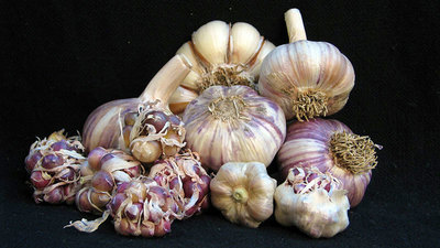 Alex&#39;s Ukrainian - Seed Bulbs