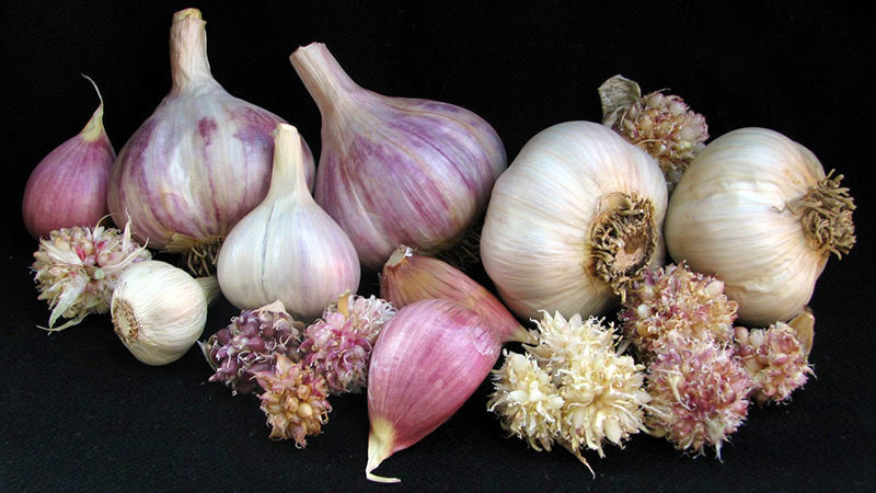 Armenian - Umbels
