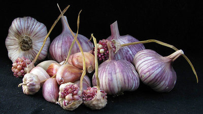 Maiskij - Seed Bulbs
