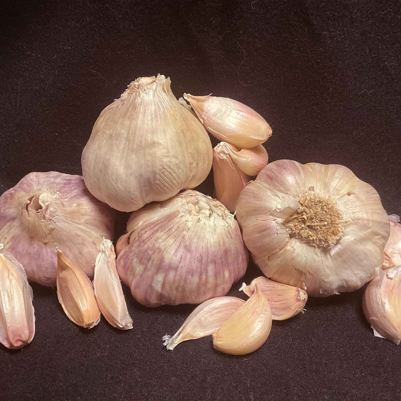 Egyptian Silverskin - Seed Bulbs