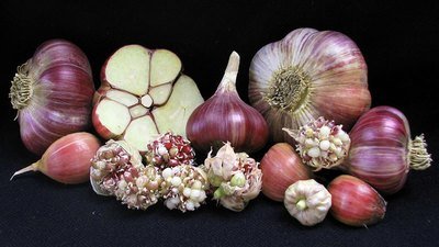 Marbled Purple Stripe