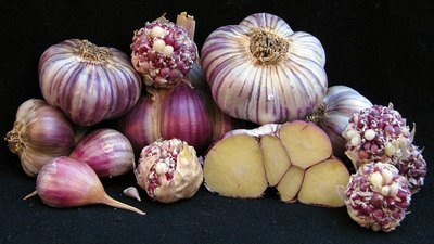 Glazed Purple Stripe