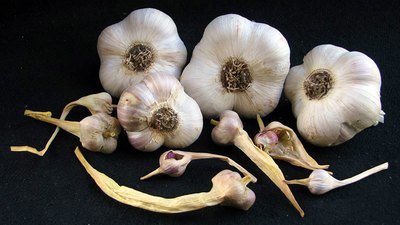 Sakura - Seed Bulbs