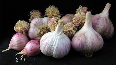 German White - Seed Bulbs