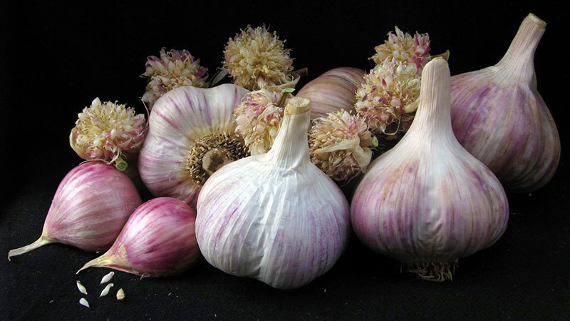 German White - Seed Bulbs
