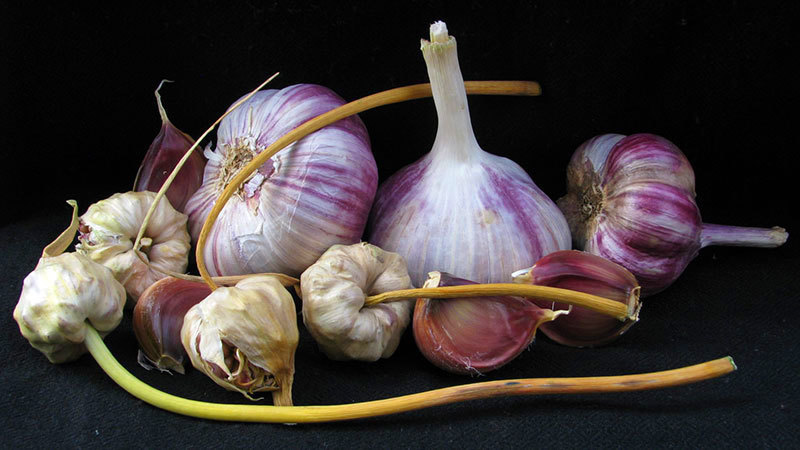 Purple Russian - Seed Bulbs
