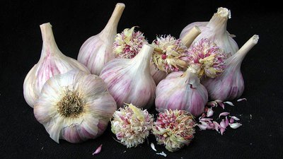Persian Star - Seed Bulbs