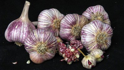 China Rose - Seed Bulbs