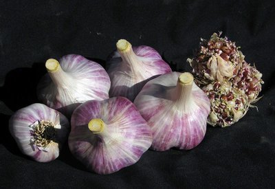 Metechi - Seed Bulbs