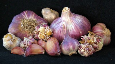 German Red - Seed Bulbs German Red - Seed Bulbs