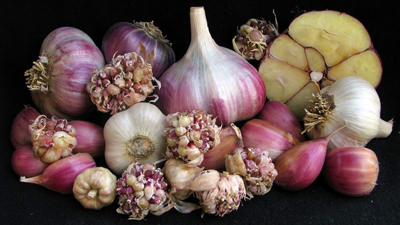 Kostyn&#39;s Red Russian - Seed Bulbs