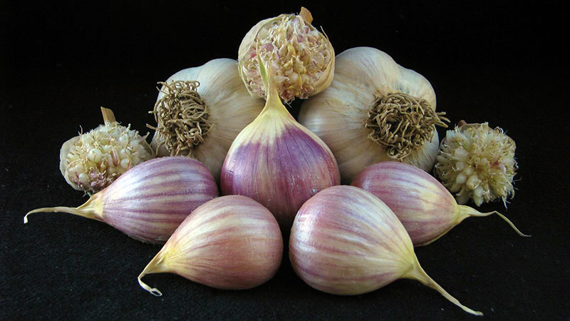Music - Seed Bulbs