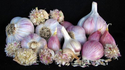 Northern Quebec - Seed Bulbs