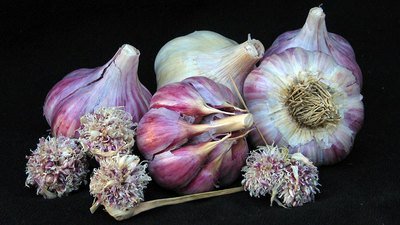 Chesnok Red - Seed Bulbs