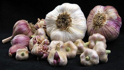 Puslinch - Seed Bulbs