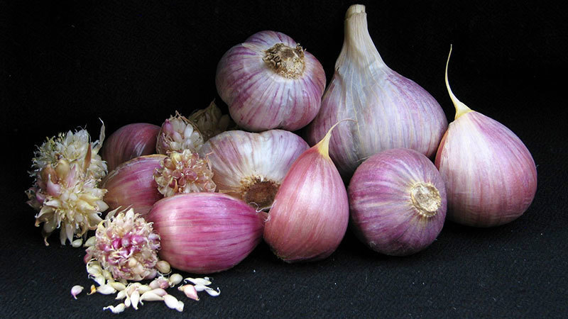 Great Northern - Bulbs