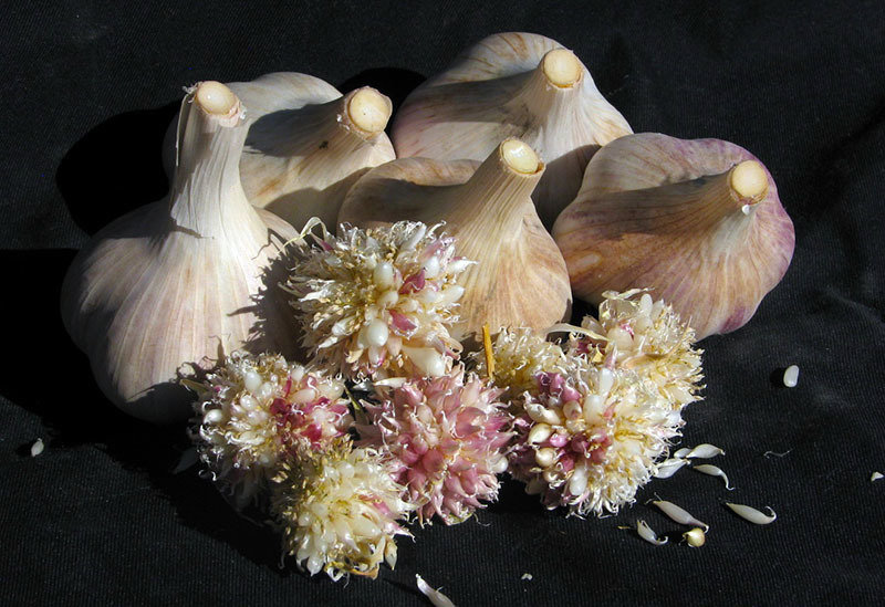 Leningrad - Seed Bulbs
