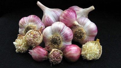 Susan Delafield - Seed Bulbs