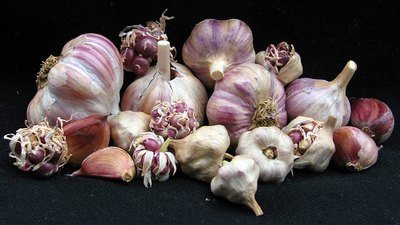Rocambole